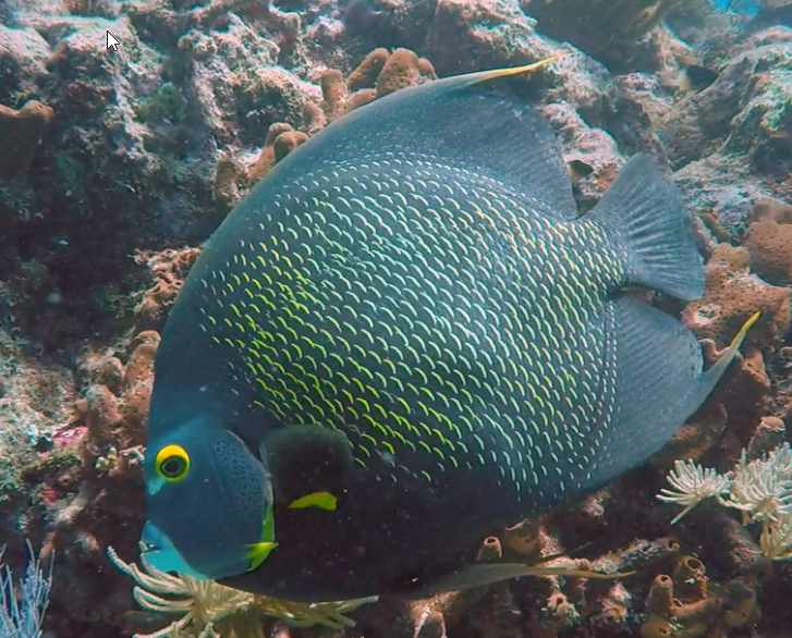 French angelfish