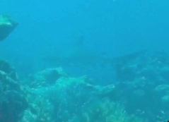 Gray Reef Shark
