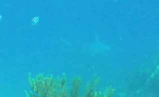 A Glimpse of Hammerhead