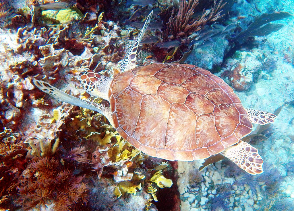 Loggerhead - by Boris