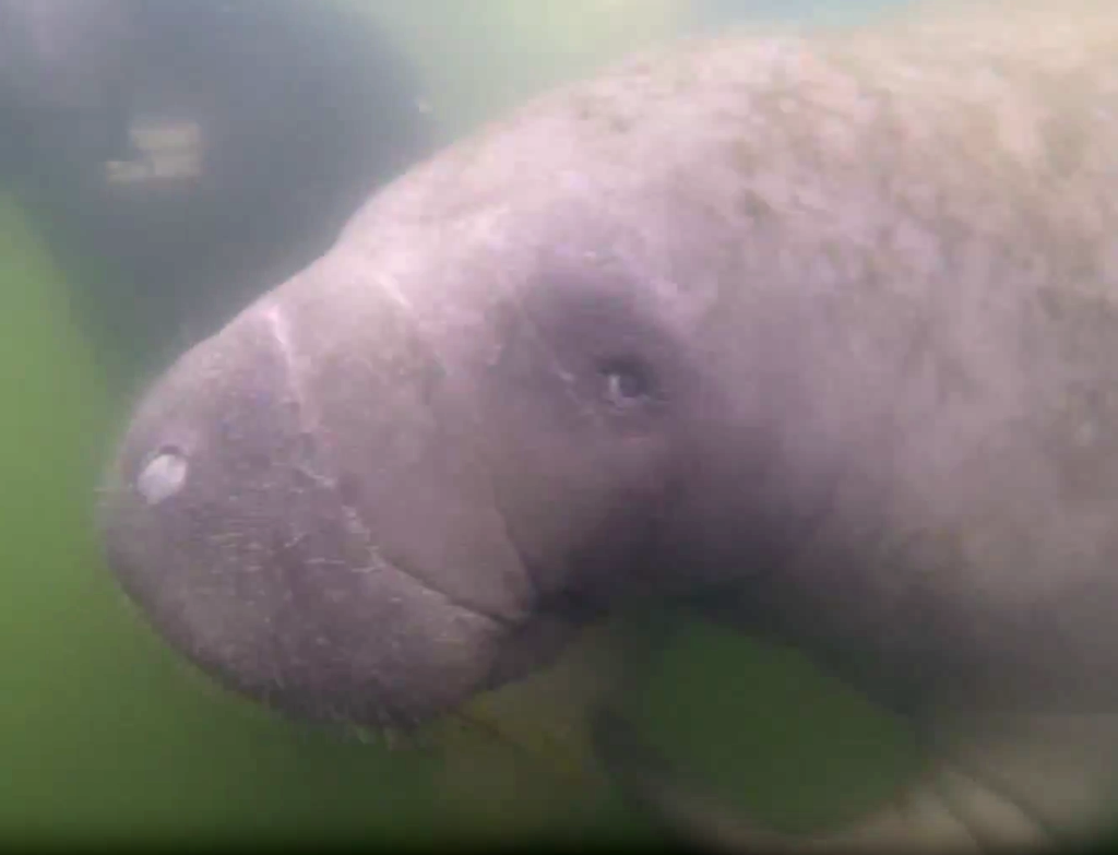 Manatee at Crystal River