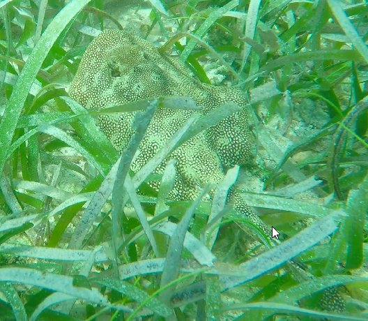 Yellow Spotted Stingray Yellow Spotted Stingray