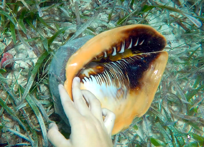 NavMarker49_MarathonFL_Shell Huge Shell