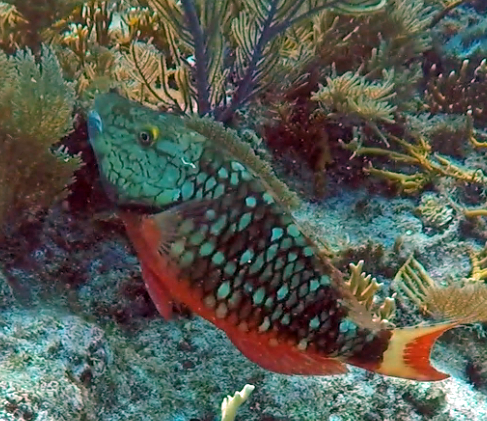 Pineapple fish