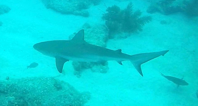 Reef Shark