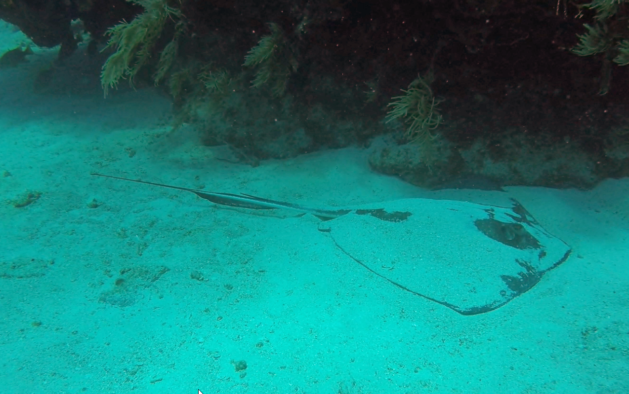 Southern stingray